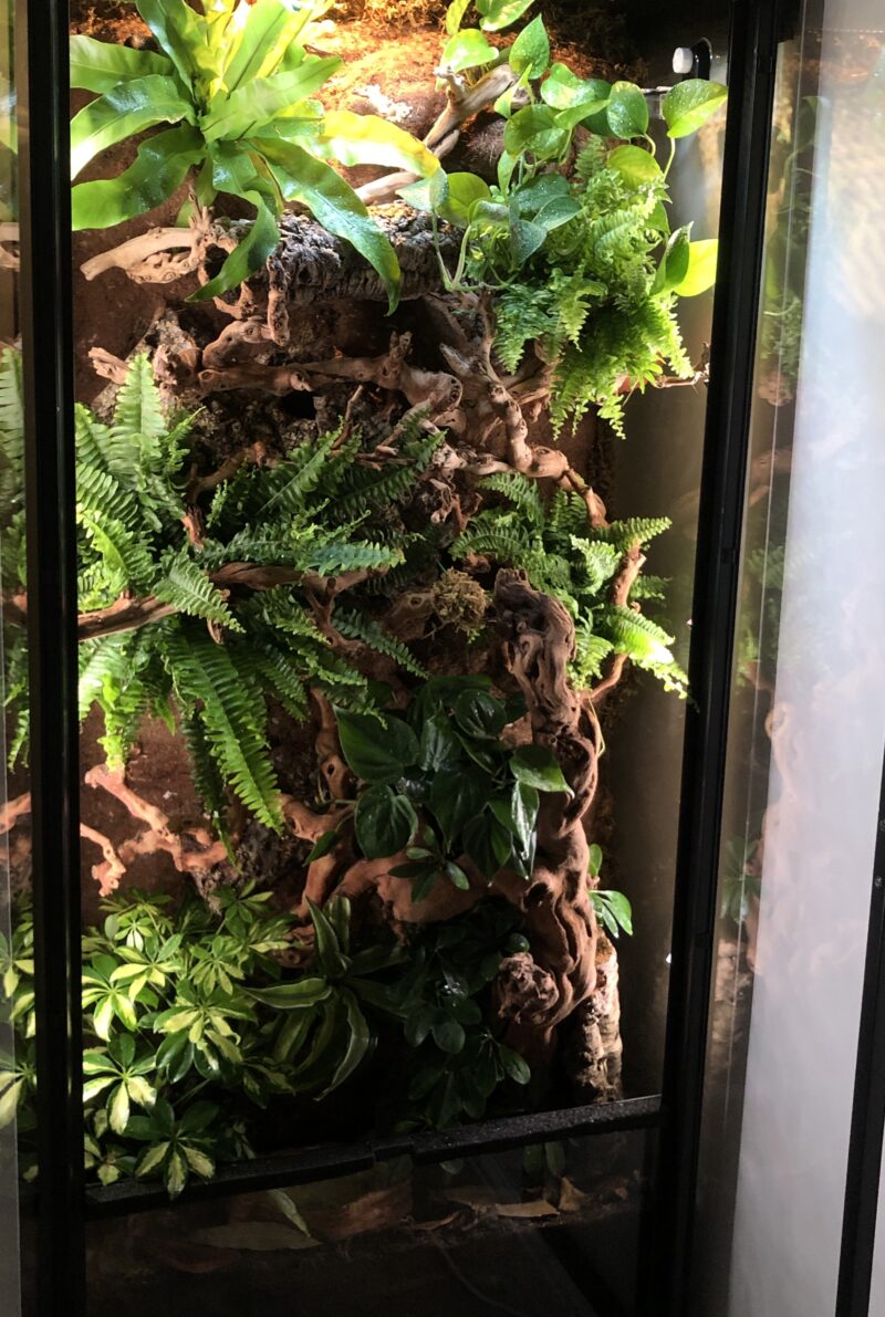 XXL Terrarium - Image 4