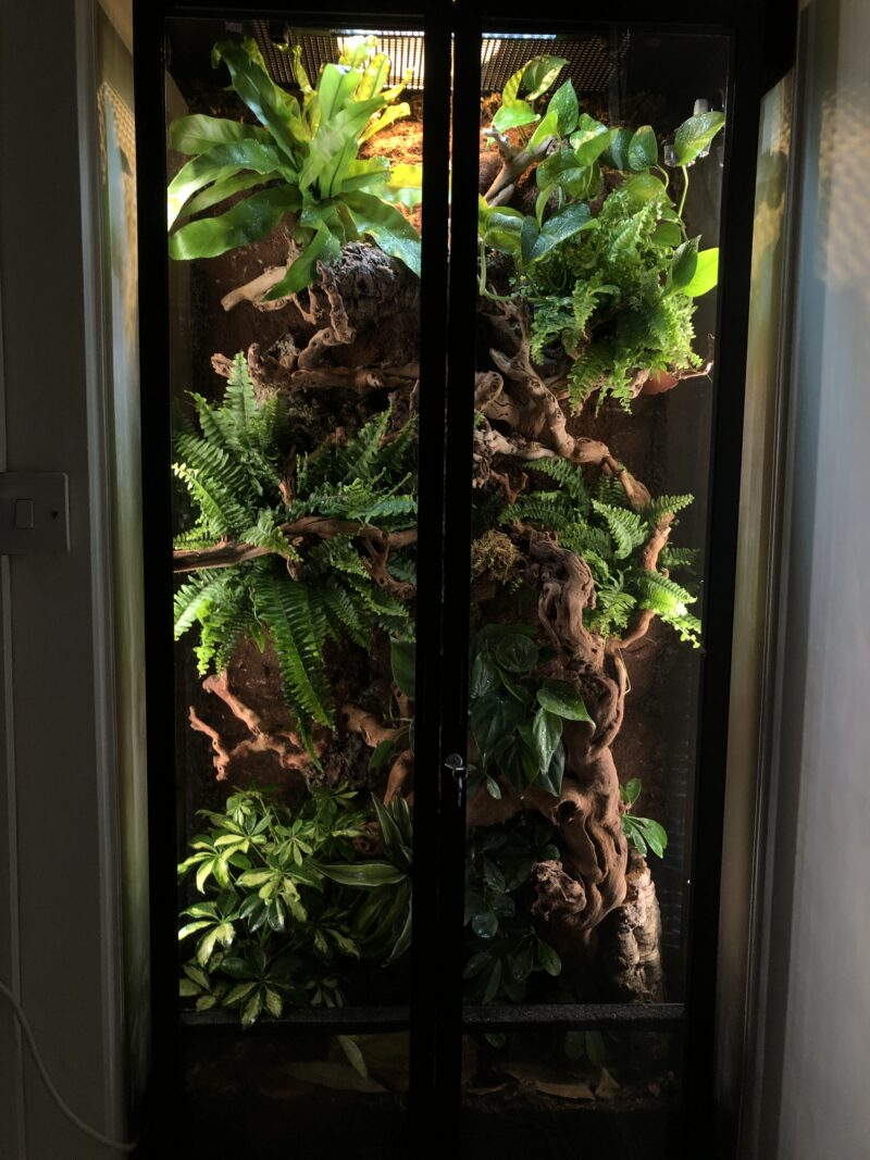 XXL Terrarium