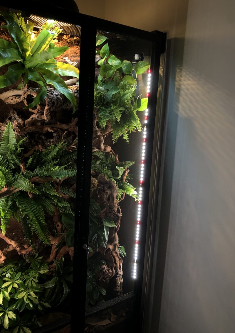 XXL Terrarium - Image 2