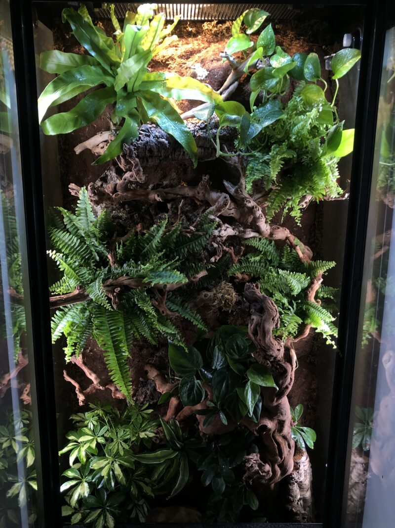 XXL Terrarium - Image 5