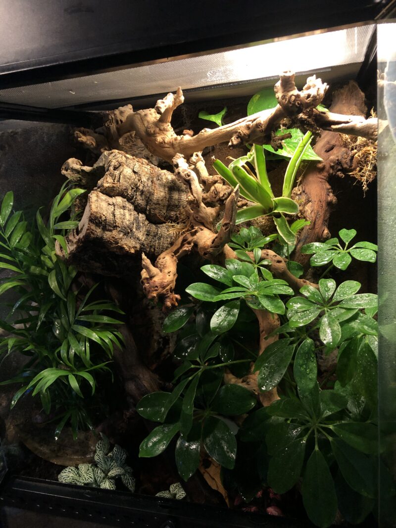 Medium Terrarium - Image 2