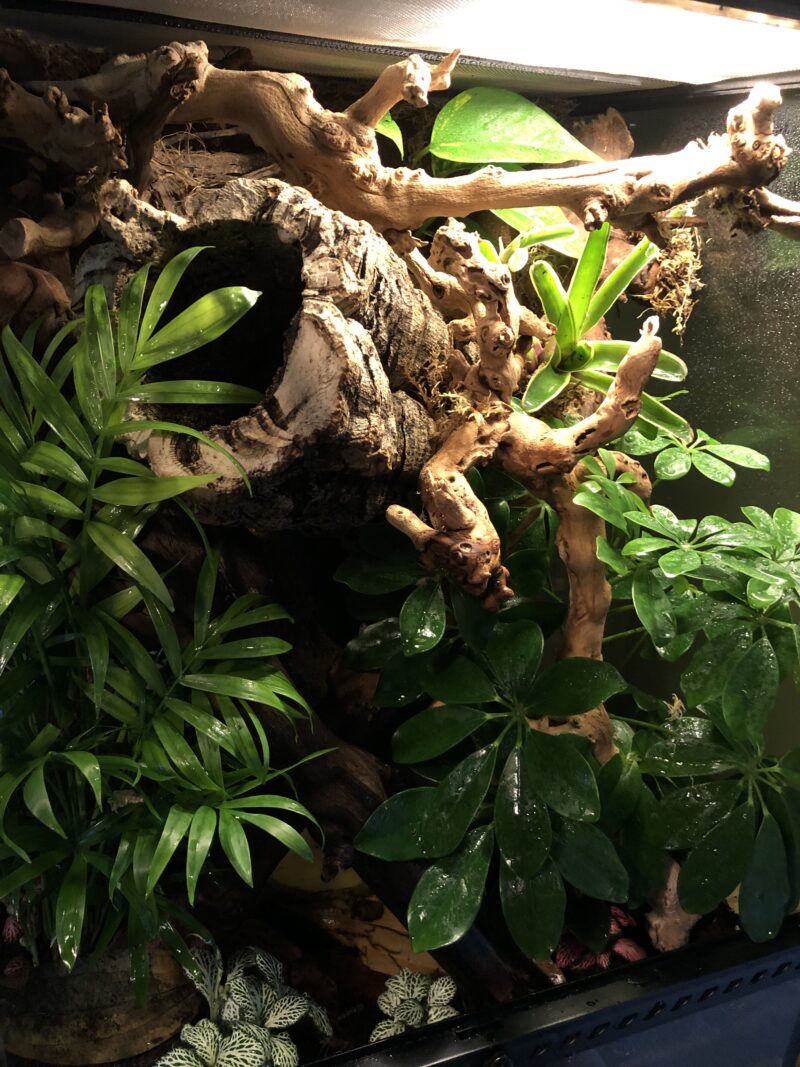Medium Terrarium - Image 4
