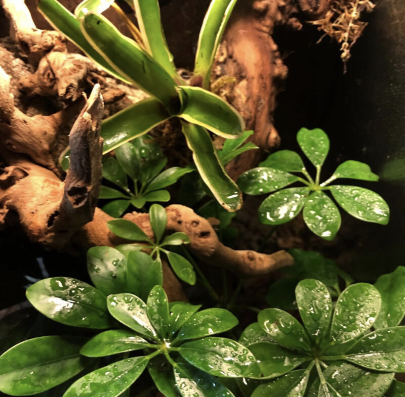 Medium Terrarium - Image 3