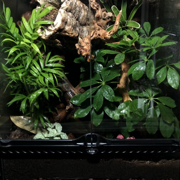 Medium Terrarium