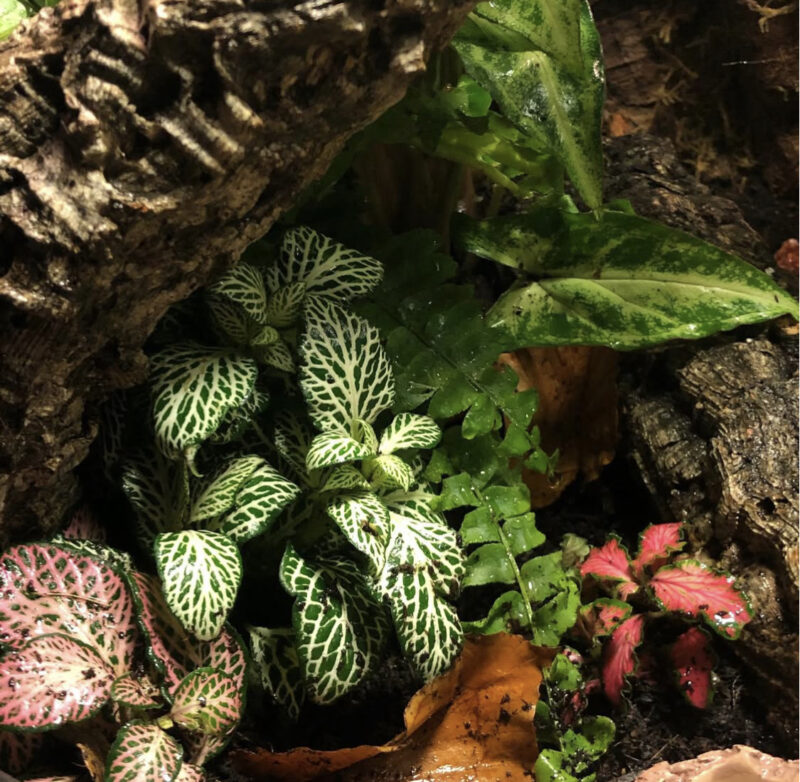 Small Terrarium - Image 2