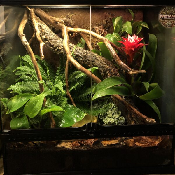 Large Terrarium