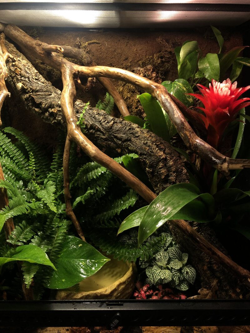 Large Terrarium - Image 2