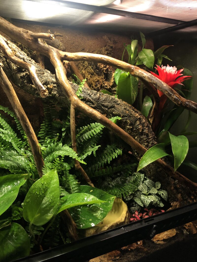 Large Terrarium - Image 3