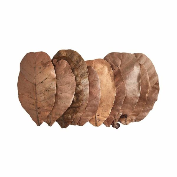 Leaf Litter
